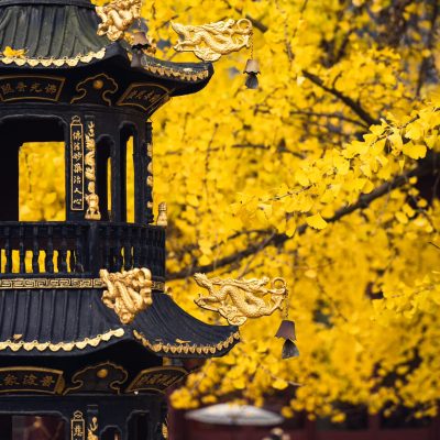 上海七百年历史的绝美古银杏 来自颐浩禅寺
