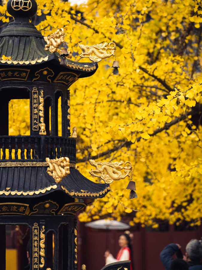 上海七百年历史的绝美古银杏 来自颐浩禅寺_5
