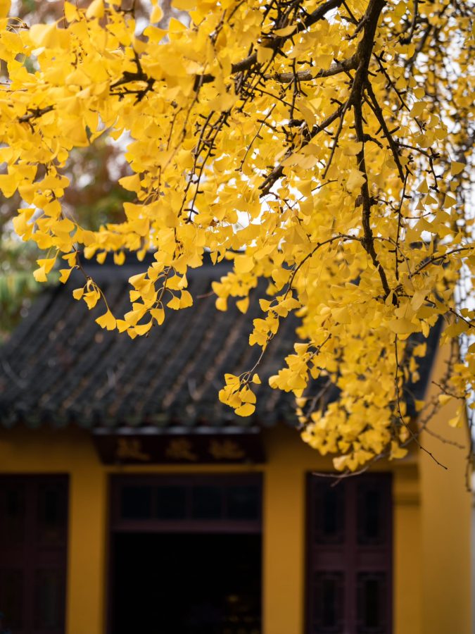 上海七百年历史的绝美古银杏 来自颐浩禅寺_6