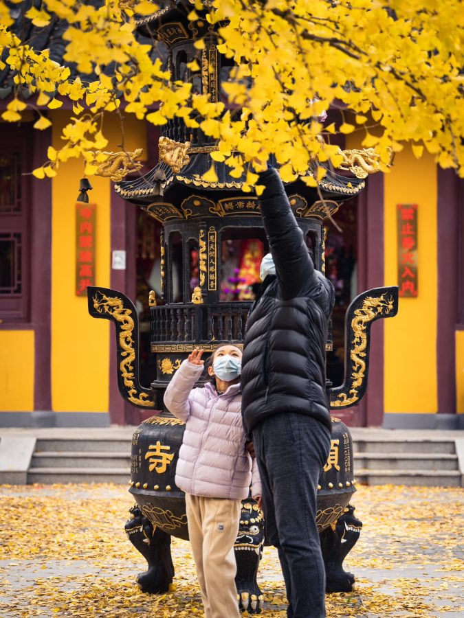 上海七百年历史的绝美古银杏 来自颐浩禅寺_7