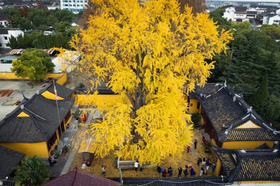 上海七百年历史的绝美古银杏 来自颐浩禅寺_8
