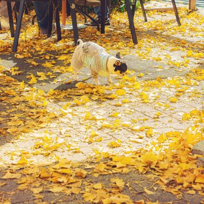 上海金城道步行街银杏树唯美图