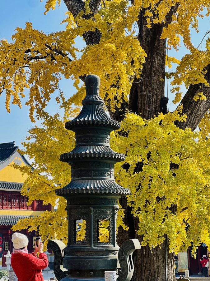 上海报国寺1800多年银杏树唯美图_1