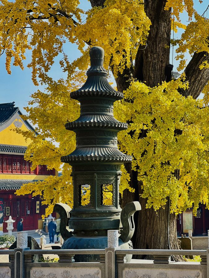 上海报国寺1800多年银杏树唯美图_2