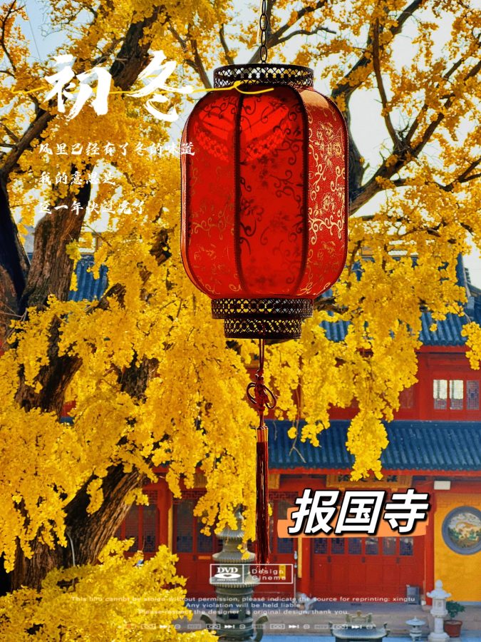 上海报国寺1800多年银杏树唯美图_4