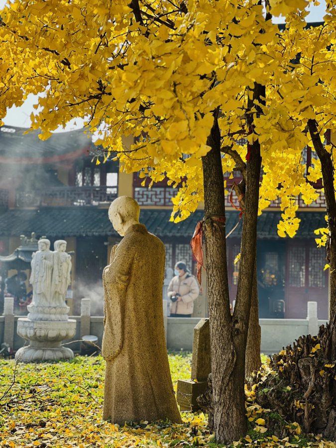 上海报国寺1800多年银杏树唯美图_5