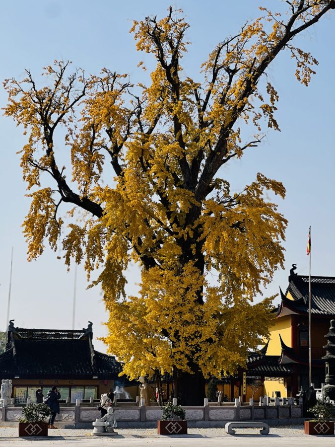 上海报国寺1800多年银杏树唯美图_7