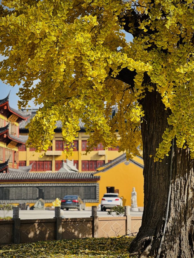 上海报国寺1800多年银杏树唯美图_8