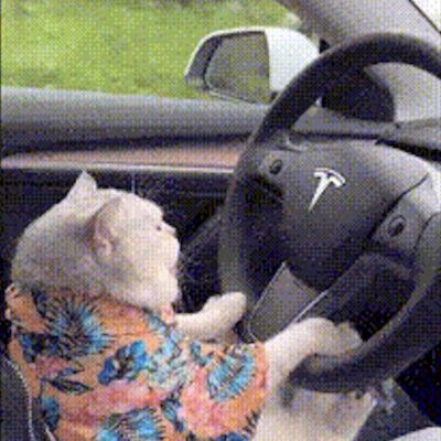 猫咪开特斯拉上高速，猫咪开车搞笑gif图