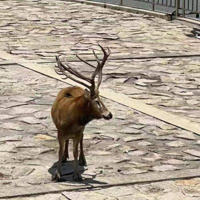 上海再现野生四不像 横沙岛东滩野生麋鹿图片