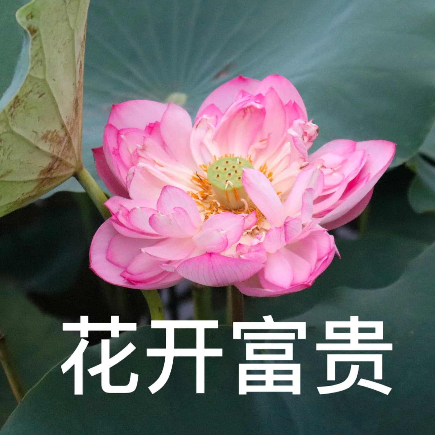 佛系禅意有意境净化心灵图片,佛系图片唯美 意境 修行_2