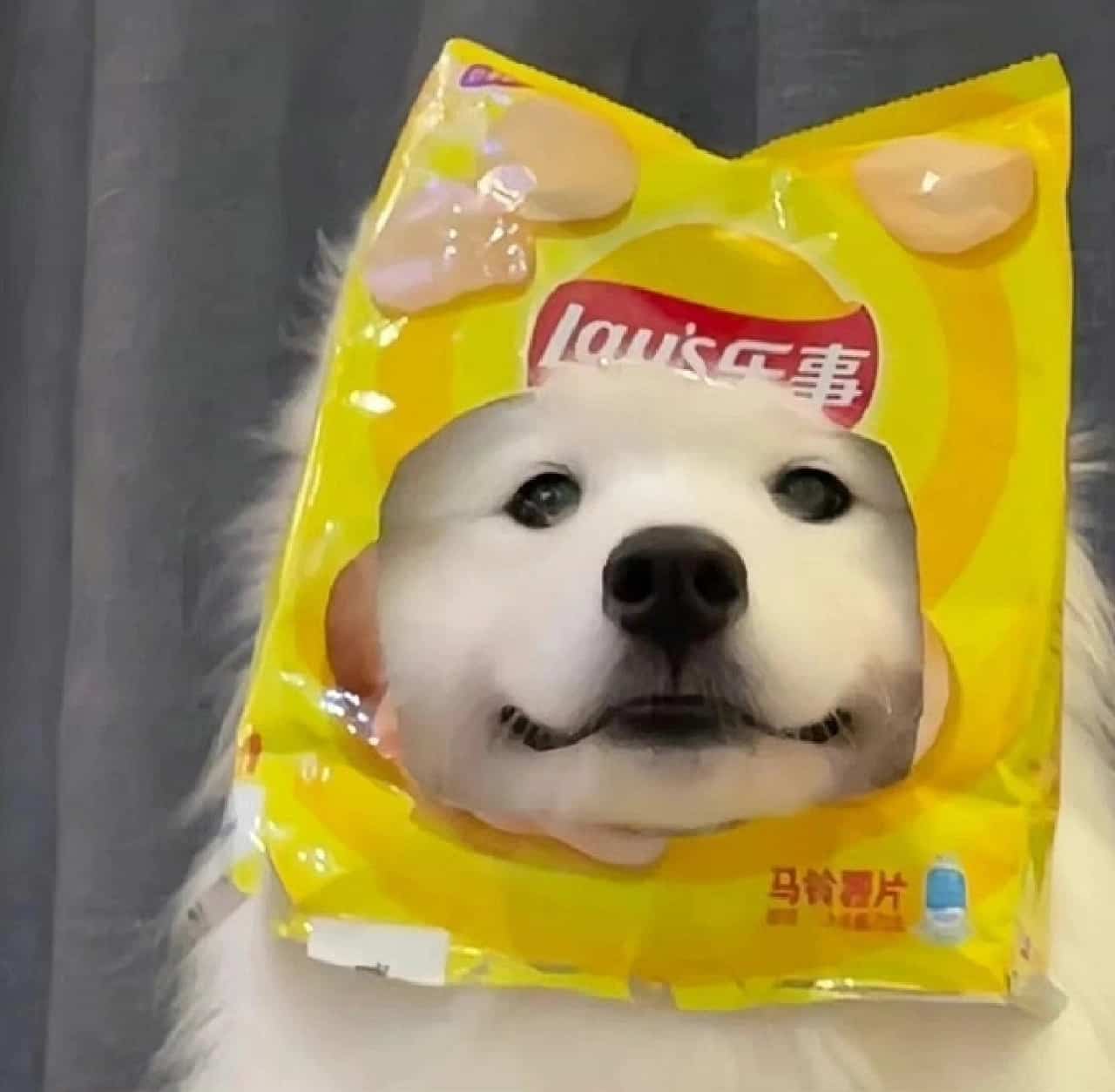 黄色系蠢萌搞怪动物微信头像_3