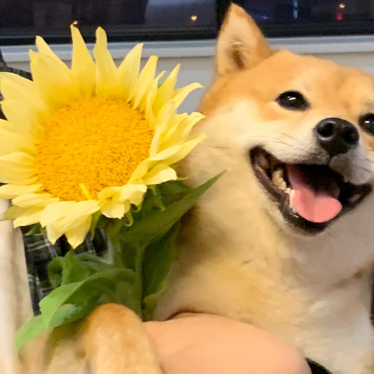 狗狗抱向日葵头像，柴犬向日葵可爱头像图片_1