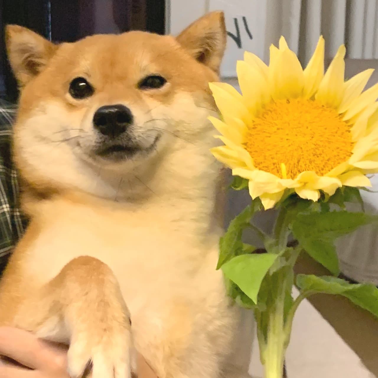 狗狗抱向日葵头像，柴犬向日葵可爱头像图片_2