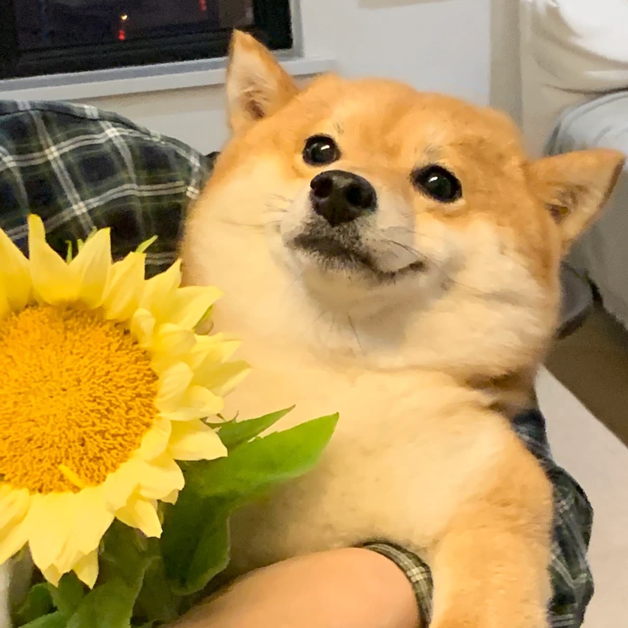 狗狗抱向日葵头像，柴犬向日葵可爱头像图片_3