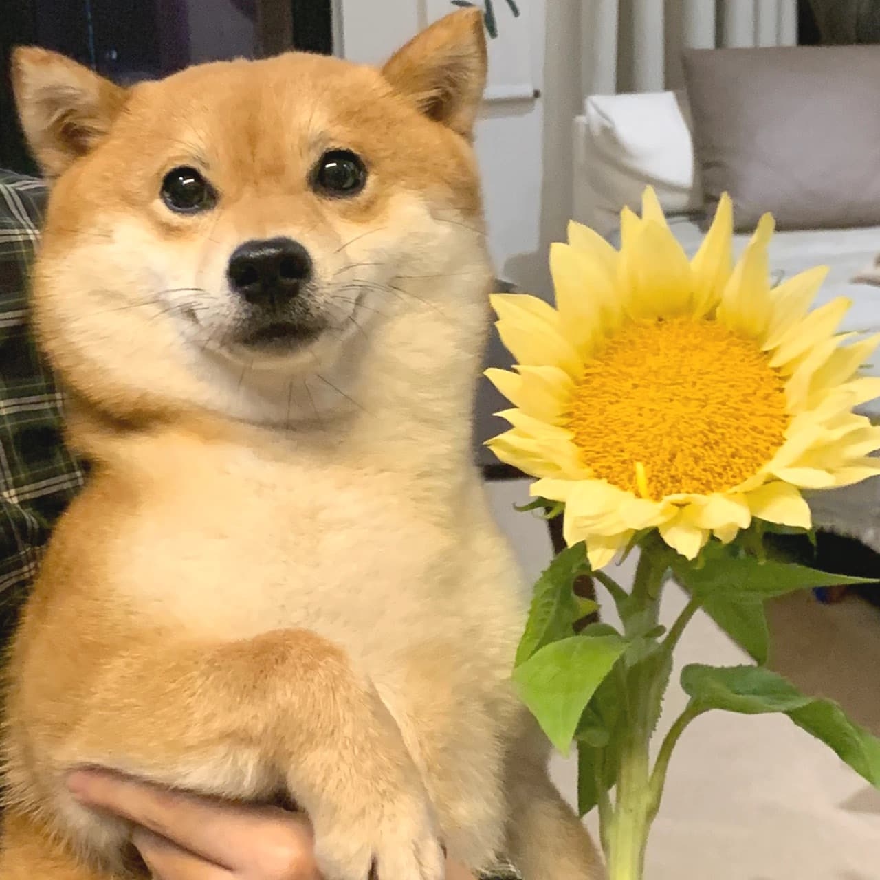 狗狗抱向日葵头像，柴犬向日葵可爱头像图片_4