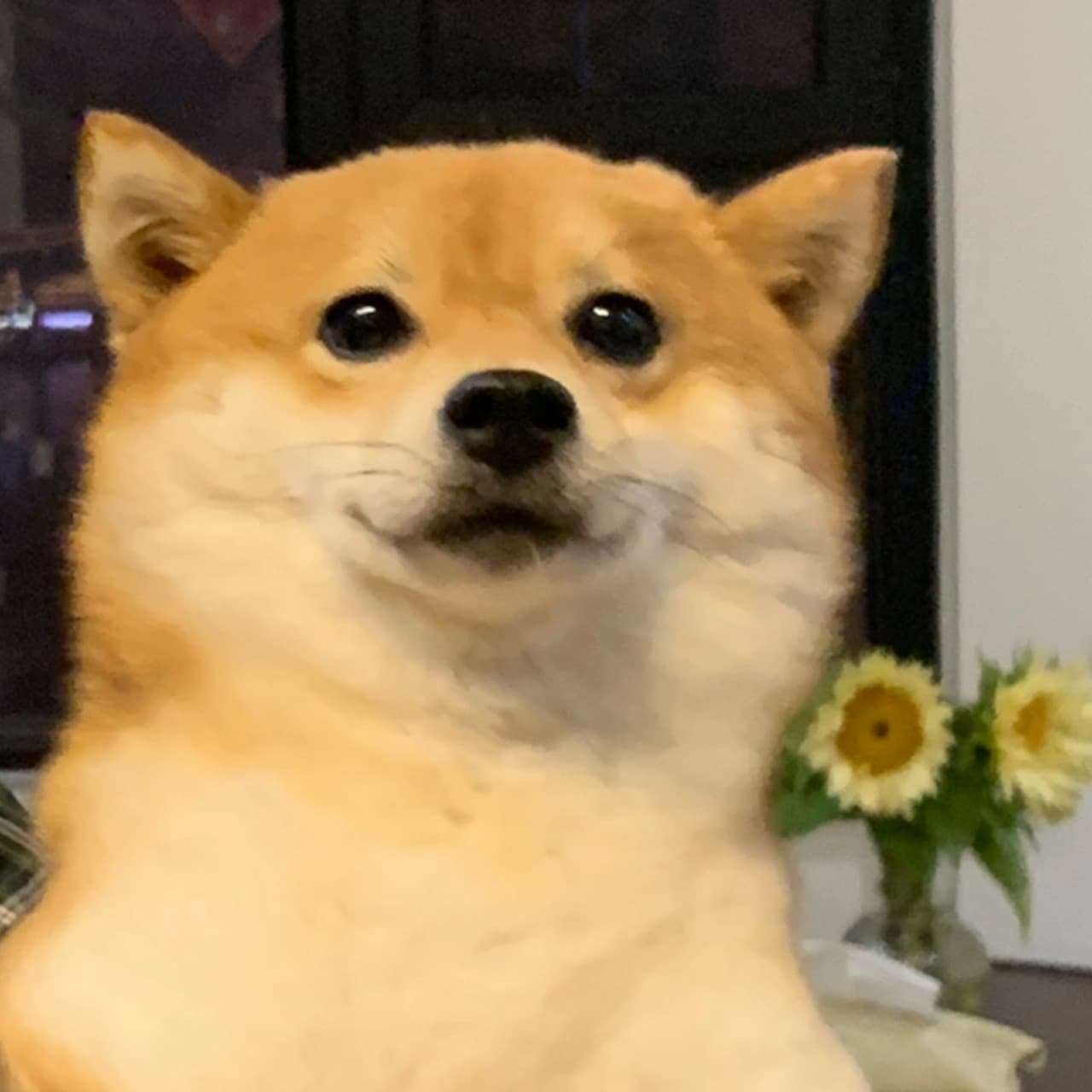 狗狗抱向日葵头像，柴犬向日葵可爱头像图片_5