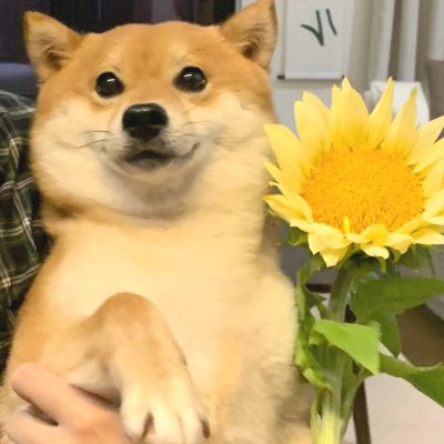 狗狗抱向日葵头像，柴犬向日葵可爱头像图片