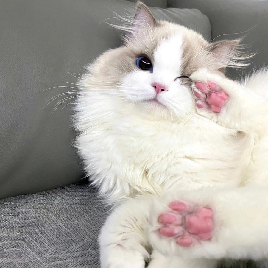 可爱大眼睛布偶猫微信头像 支持情侣头像_4