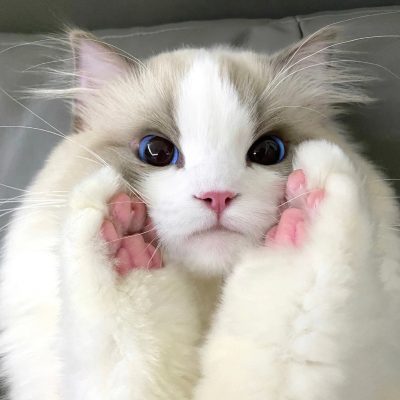 可爱大眼睛布偶猫微信头像 支持情侣头像