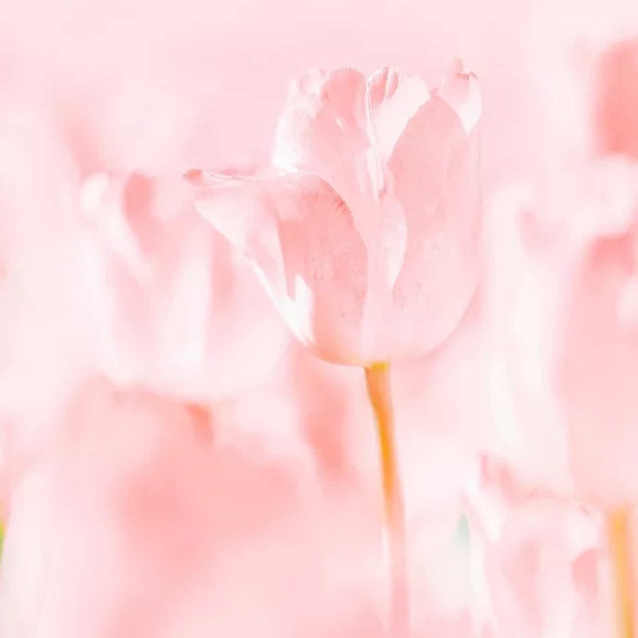 粉色郁金香鲜花微信头像高清图片_4
