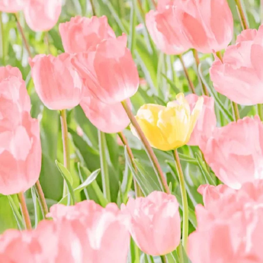 粉色郁金香鲜花微信头像高清图片_7