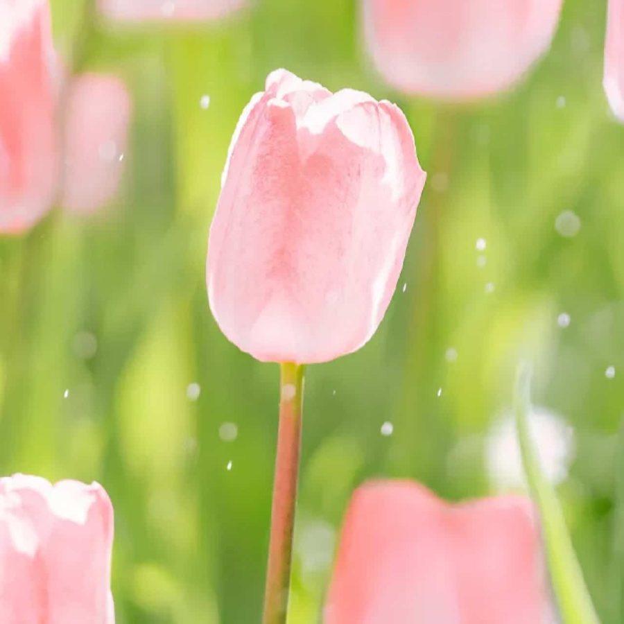 粉色郁金香鲜花微信头像高清图片_9