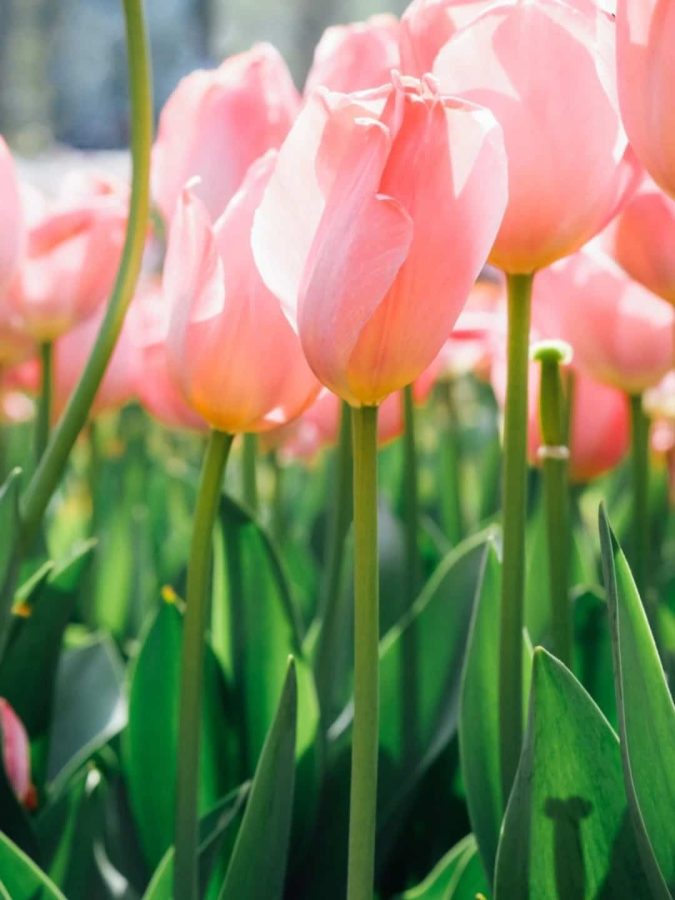 粉色郁金香鲜花微信头像高清图片_10