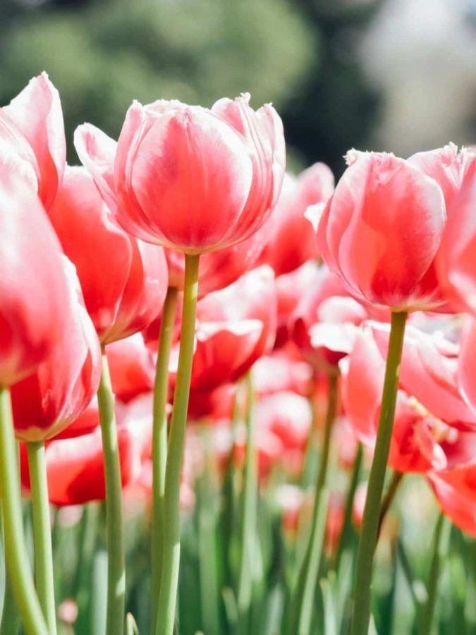 粉色郁金香鲜花微信头像高清图片_13