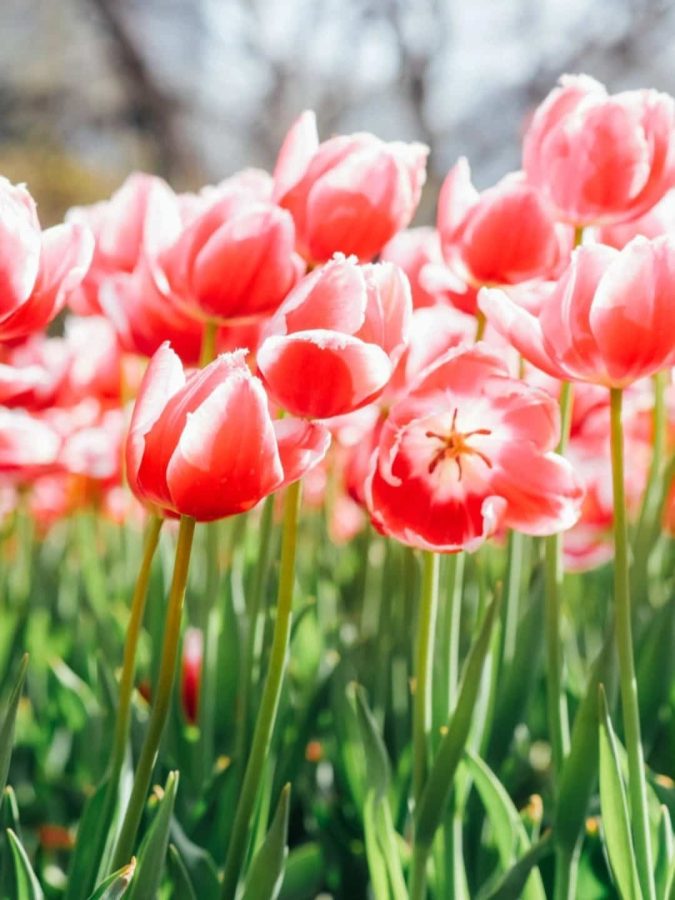 粉色郁金香鲜花微信头像高清图片_14