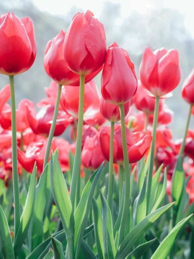 粉色郁金香鲜花微信头像高清图片_17