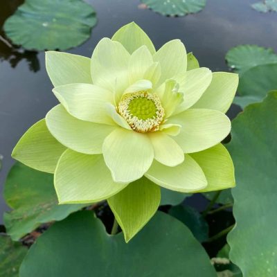 清新婉约绿色荷花高清真实照片头像 温柔女人妈妈喜欢用的微信头像