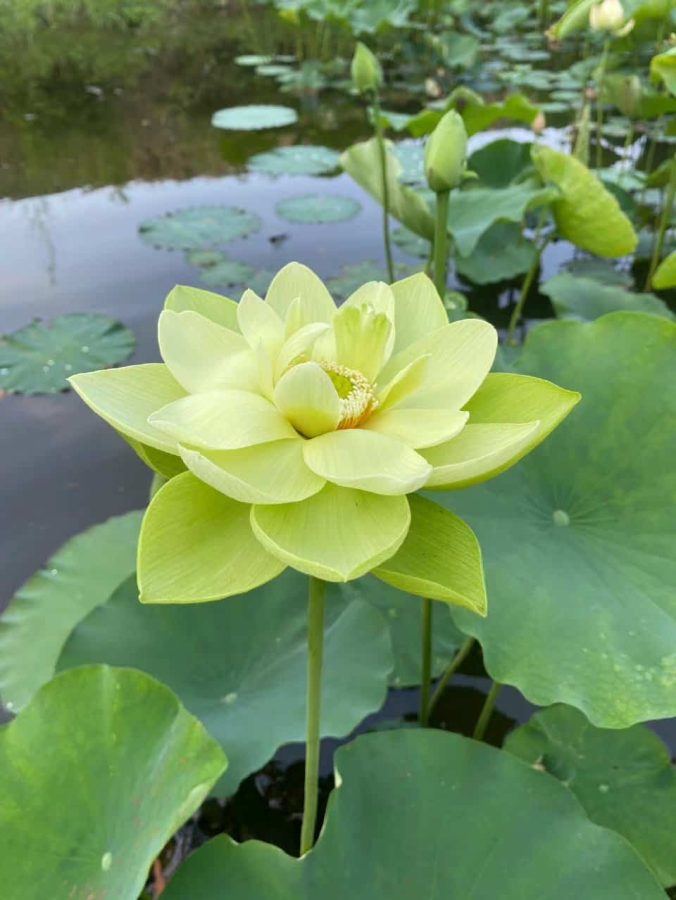 清新婉约绿色荷花高清真实照片头像 温柔女人妈妈喜欢用的微信头像_15