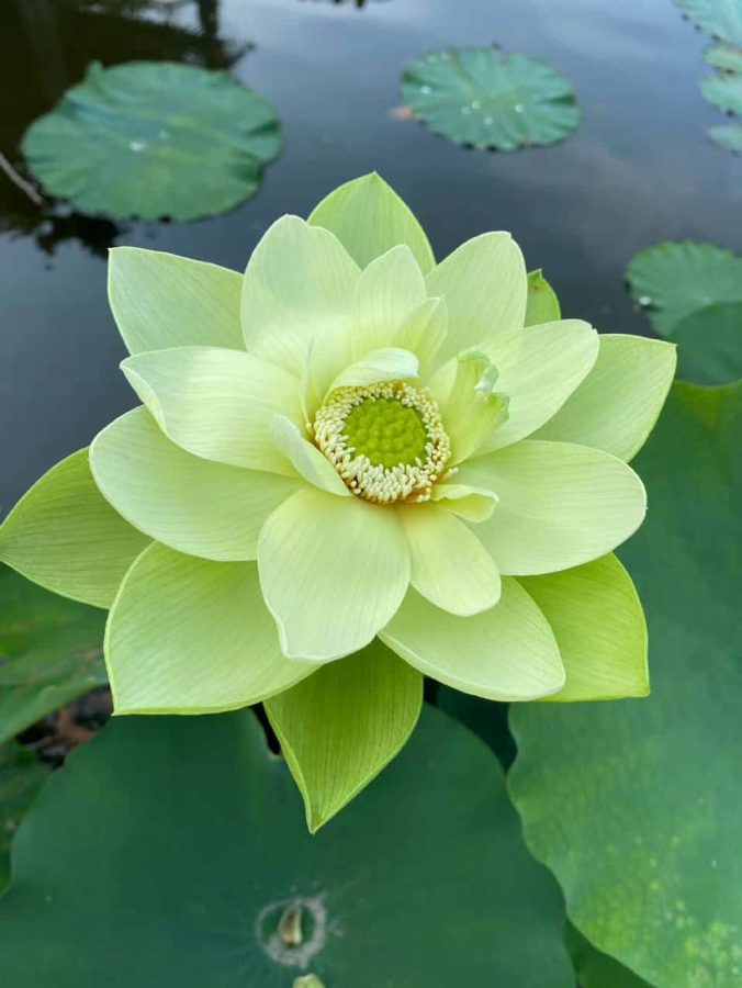 清新婉约绿色荷花高清真实照片头像 温柔女人妈妈喜欢用的微信头像_18