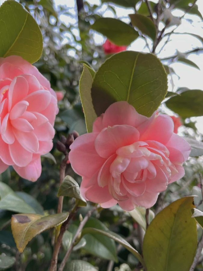 妈妈喜欢的鲜花微信头像 山茶花真实照片头像_2