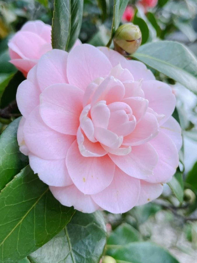 妈妈喜欢的鲜花微信头像 山茶花真实照片头像_8