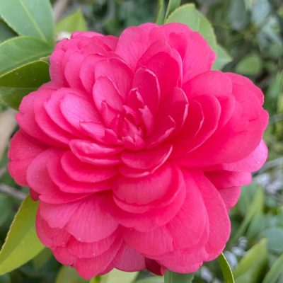 妈妈喜欢的鲜花微信头像 山茶花真实照片头像