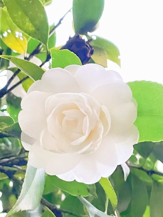 妈妈喜欢的鲜花微信头像 山茶花真实照片头像_4