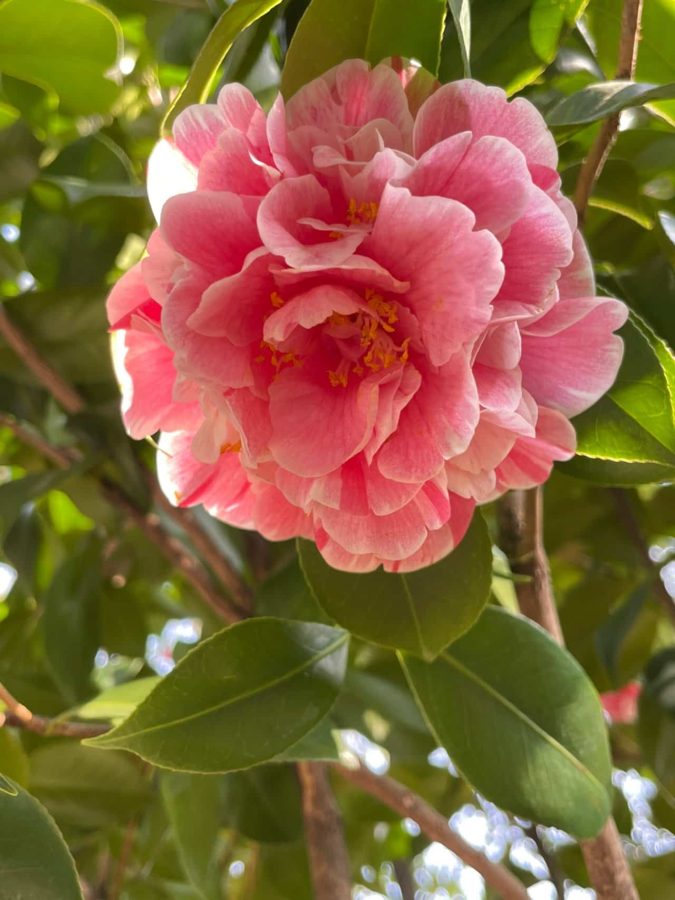 妈妈喜欢的鲜花微信头像 山茶花真实照片头像_3