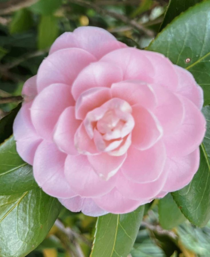 妈妈喜欢的鲜花微信头像 山茶花真实照片头像_9