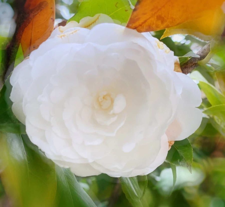 妈妈喜欢的鲜花微信头像 山茶花真实照片头像_13