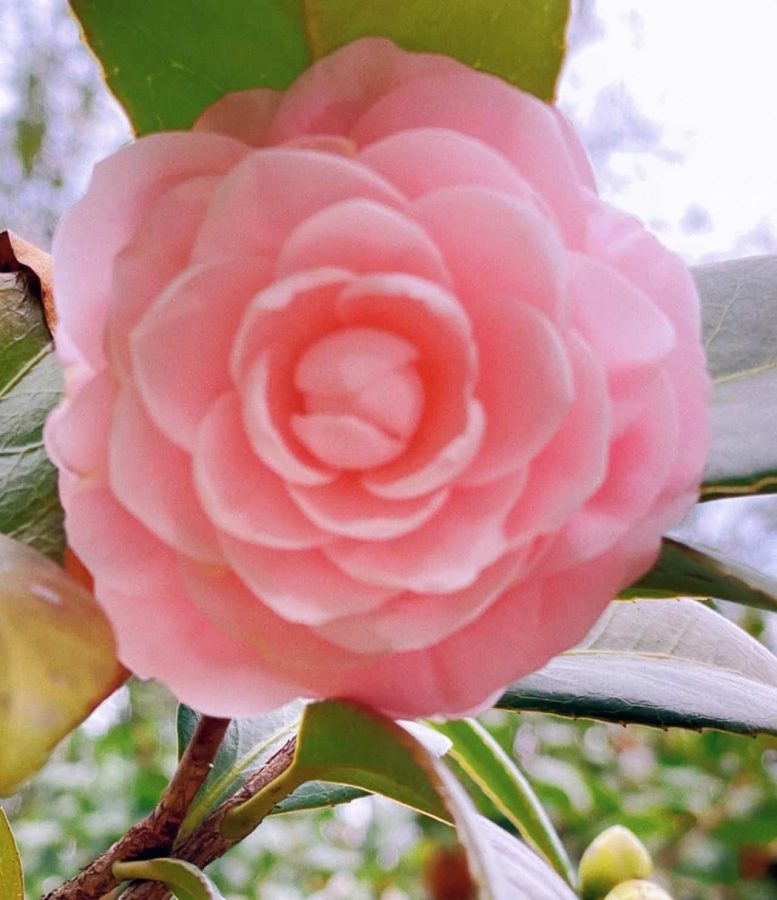妈妈喜欢的鲜花微信头像 山茶花真实照片头像_15