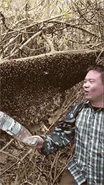 大叔捅马蜂窝被马蜂蛰gif动态图_1