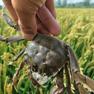 螃蟹吃什么？螃蟹又分河蟹和海蟹吃的有所不同！