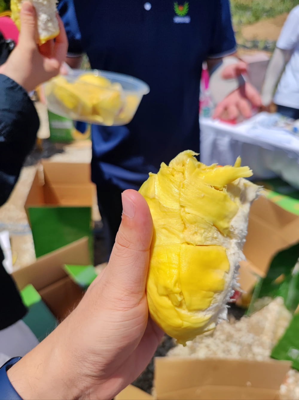 国产海南三亚榴莲图片,国产榴莲迎来首次上市_1