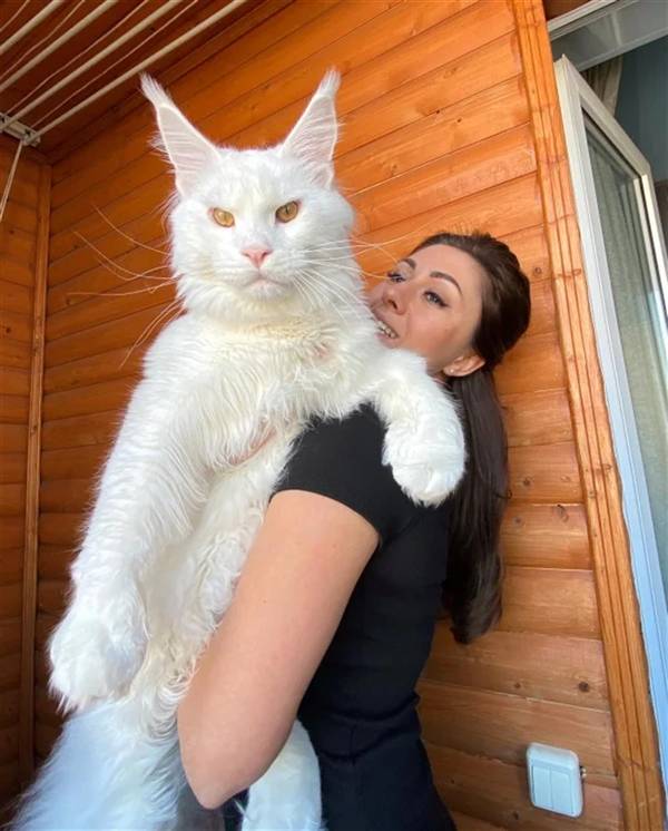 俄罗斯可能是世界最大的猫，和4岁儿童一样高！_2