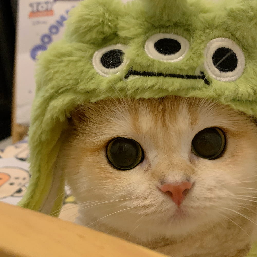 适合微信头像的猫咪图片,小猫可爱图片头像_1