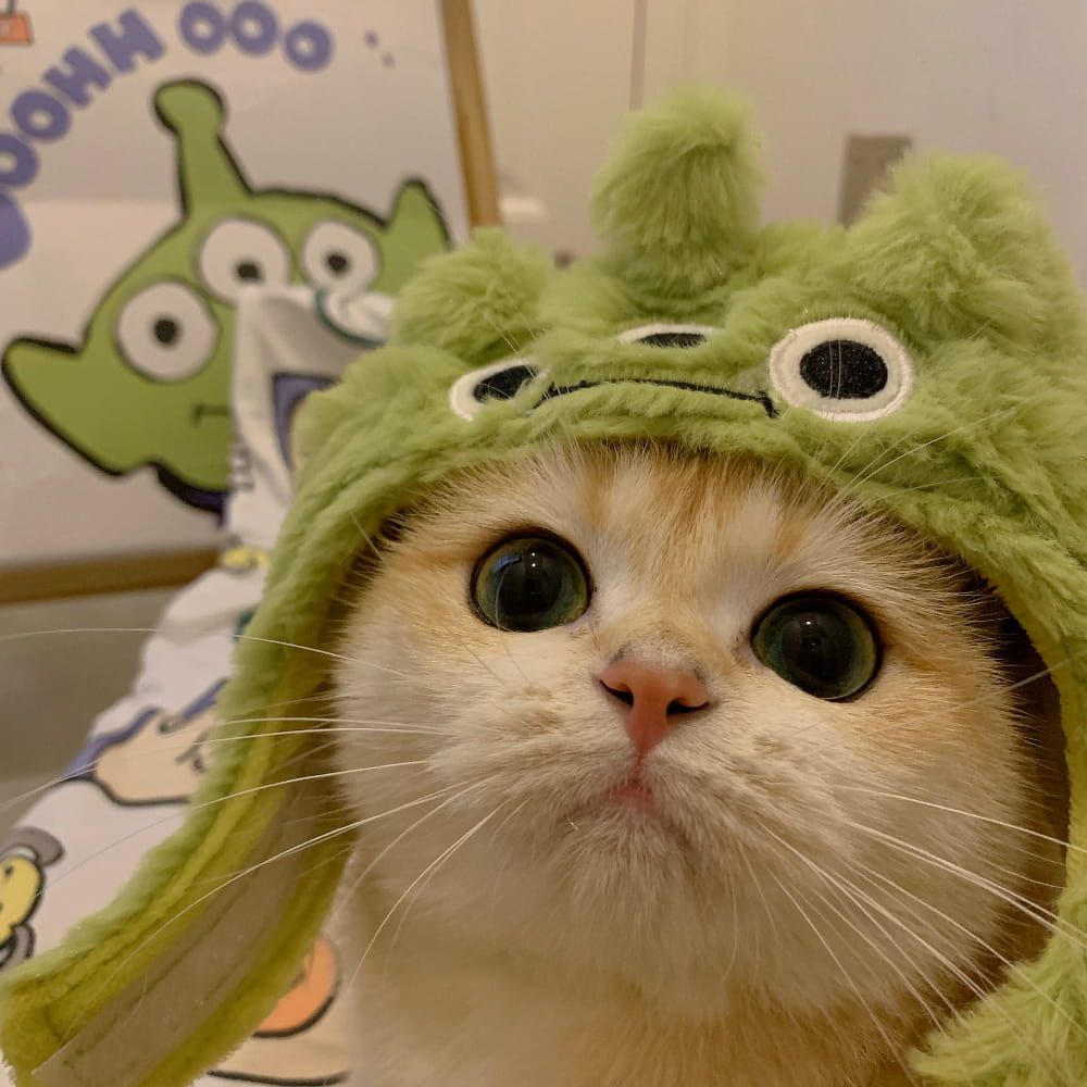 适合微信头像的猫咪图片,小猫可爱图片头像_26