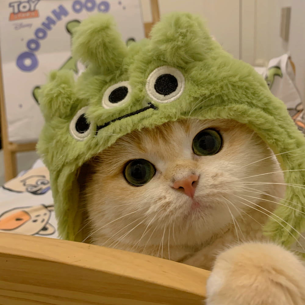 适合微信头像的猫咪图片,小猫可爱图片头像_25