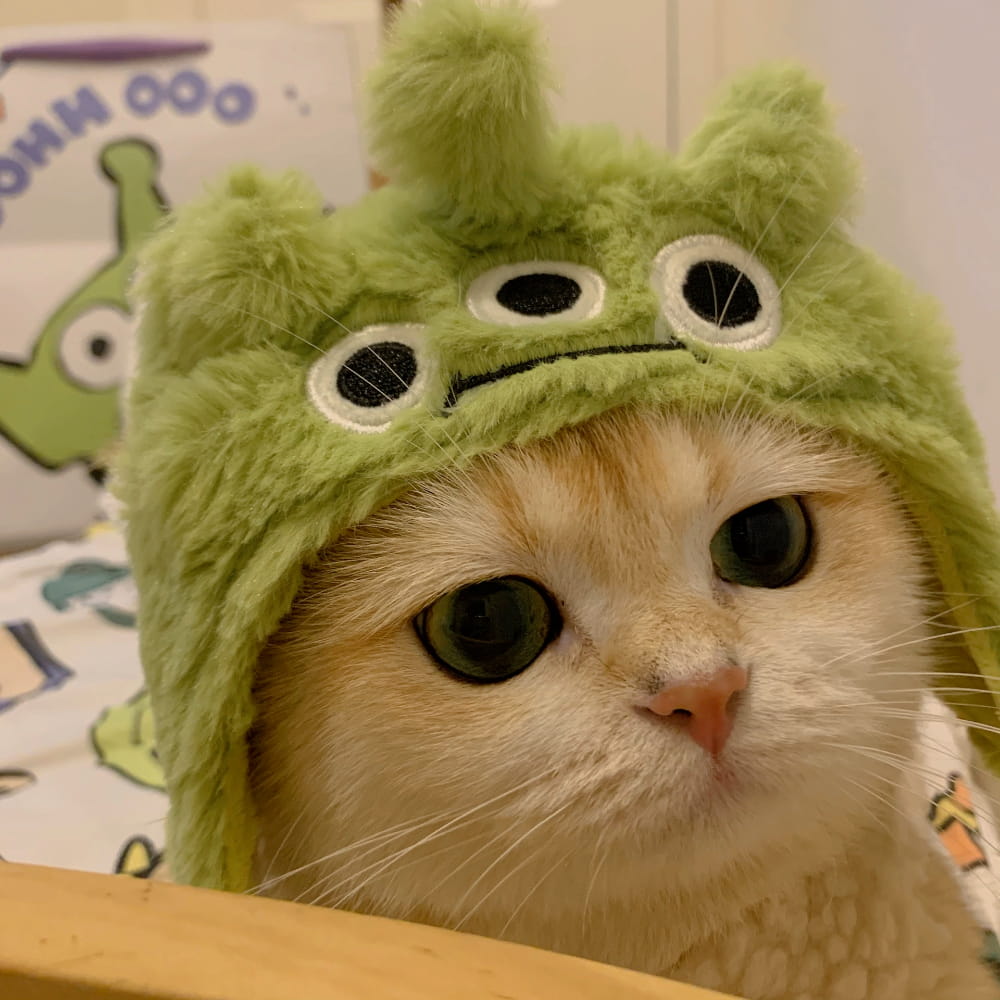 适合微信头像的猫咪图片,小猫可爱图片头像_24